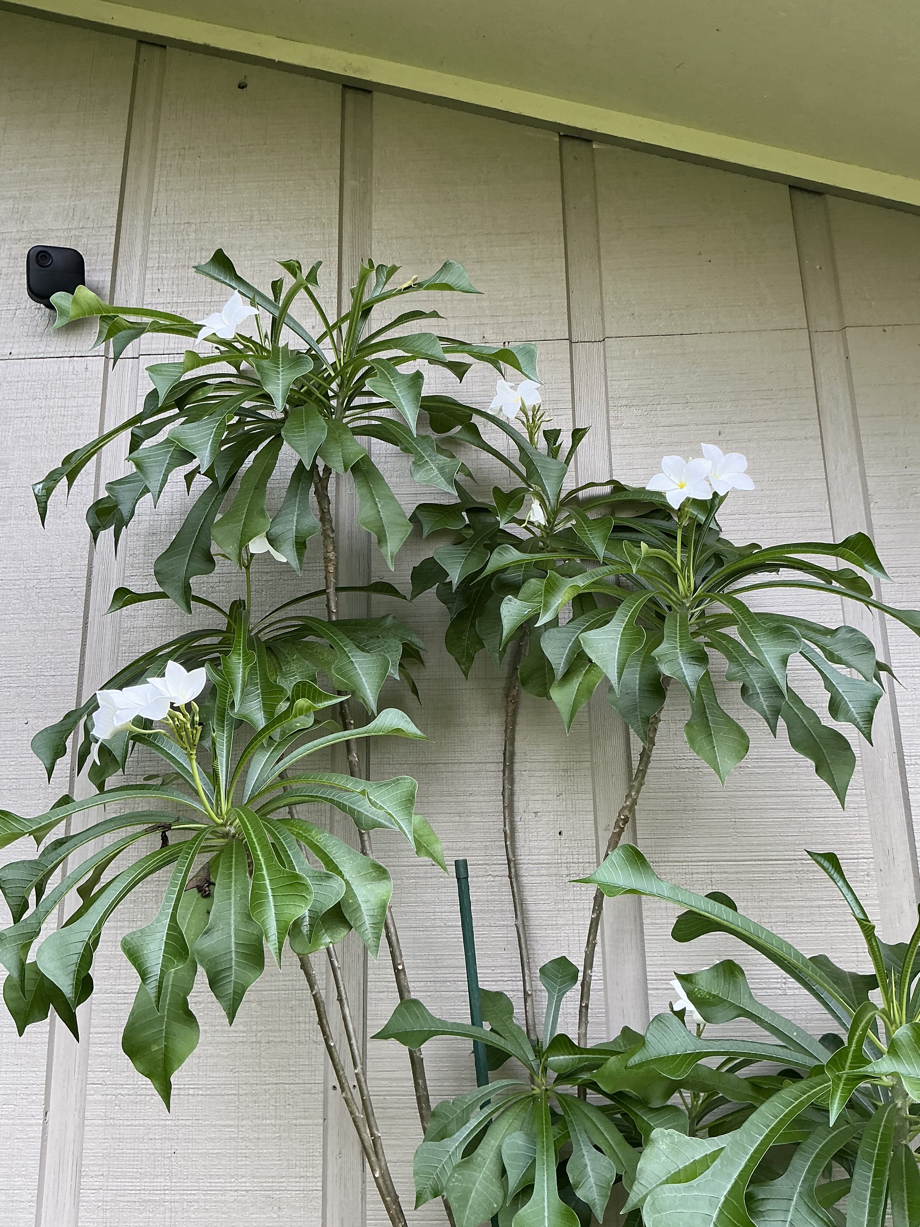 P. Pudica plumeria photo