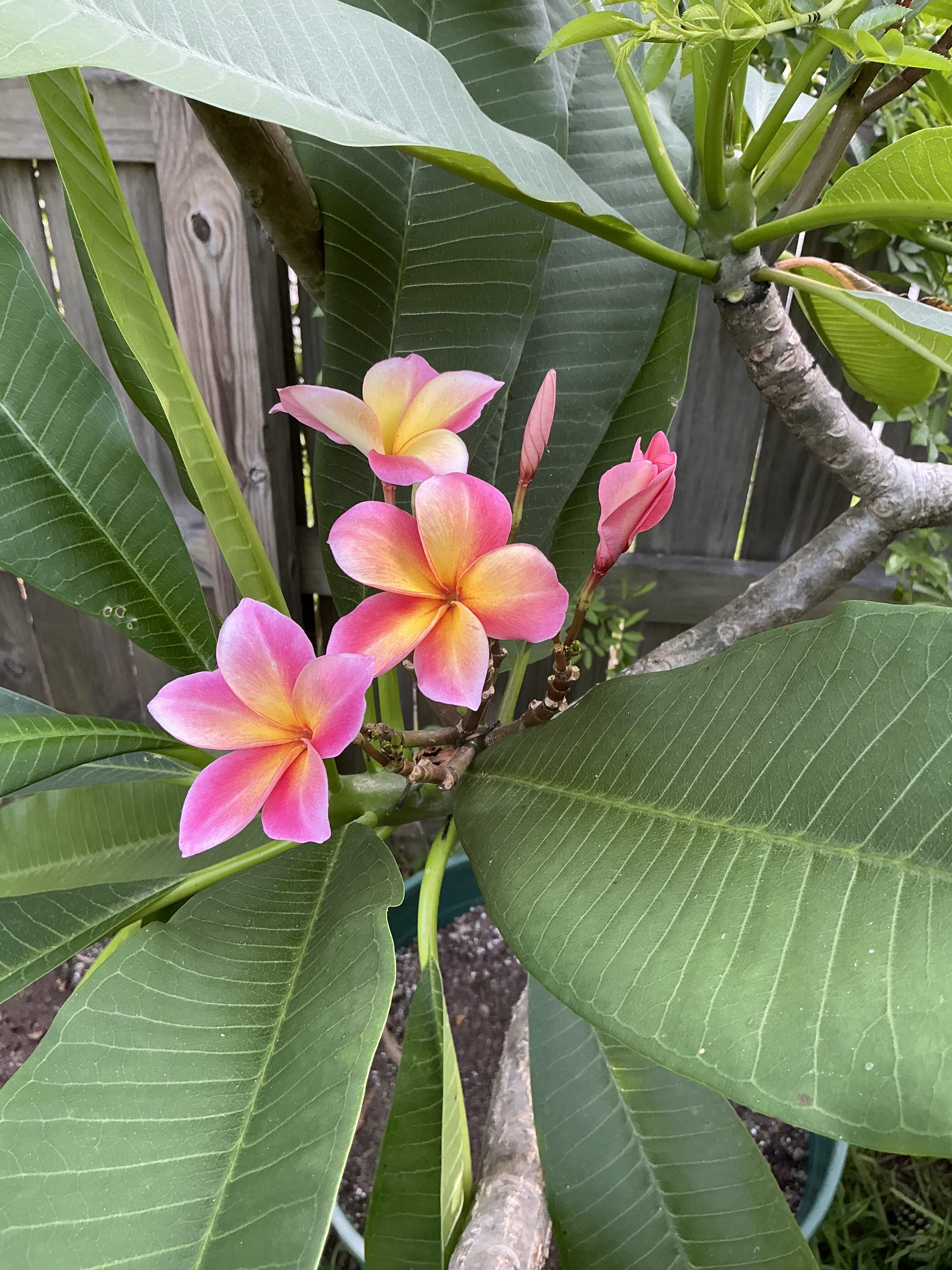 Mardi Gras plumeria photo