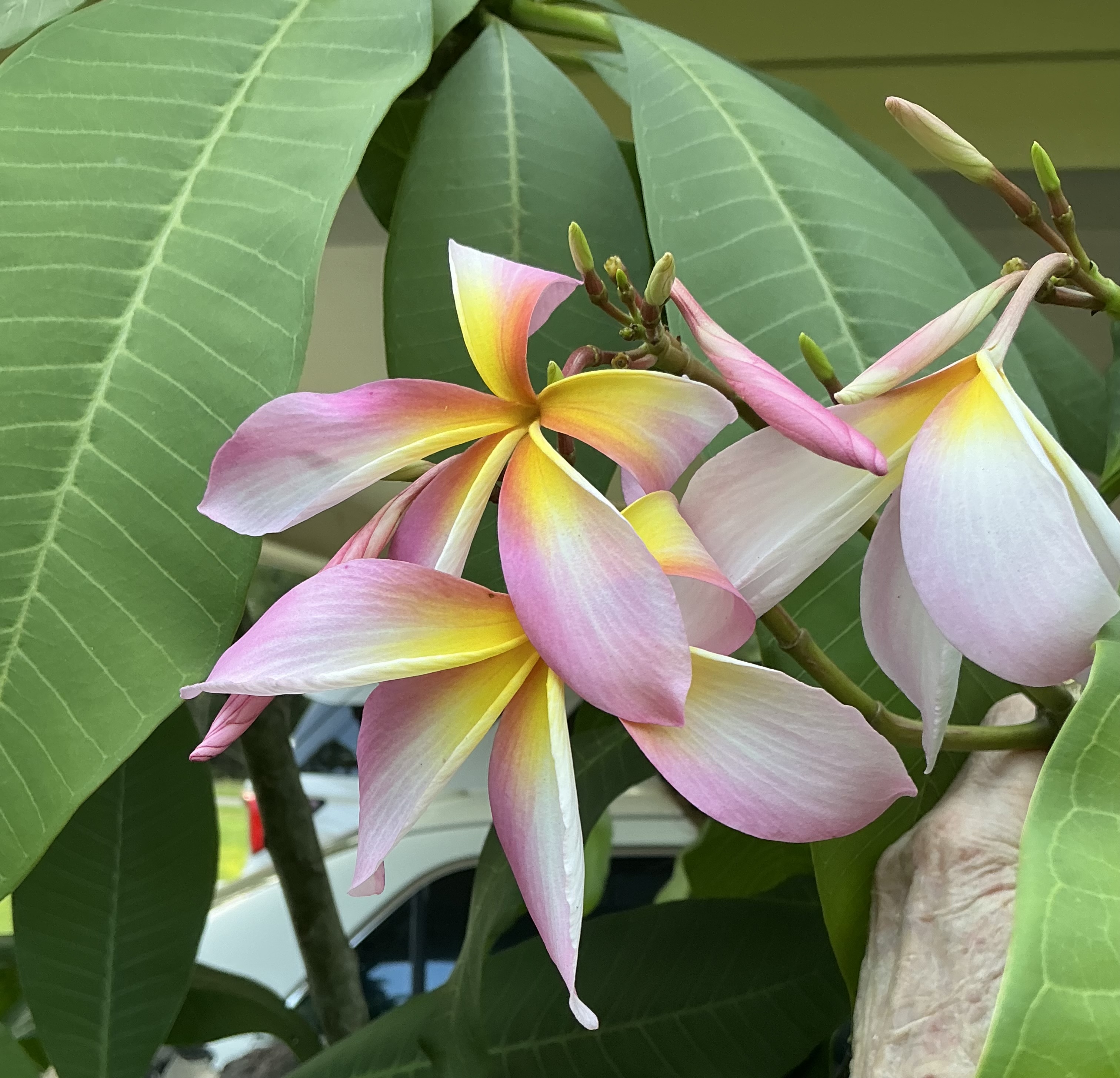 Elegance plumeria photo
