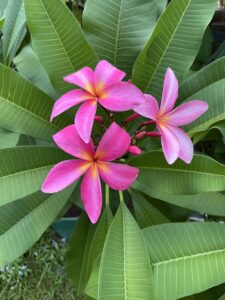 Mauve plumeria