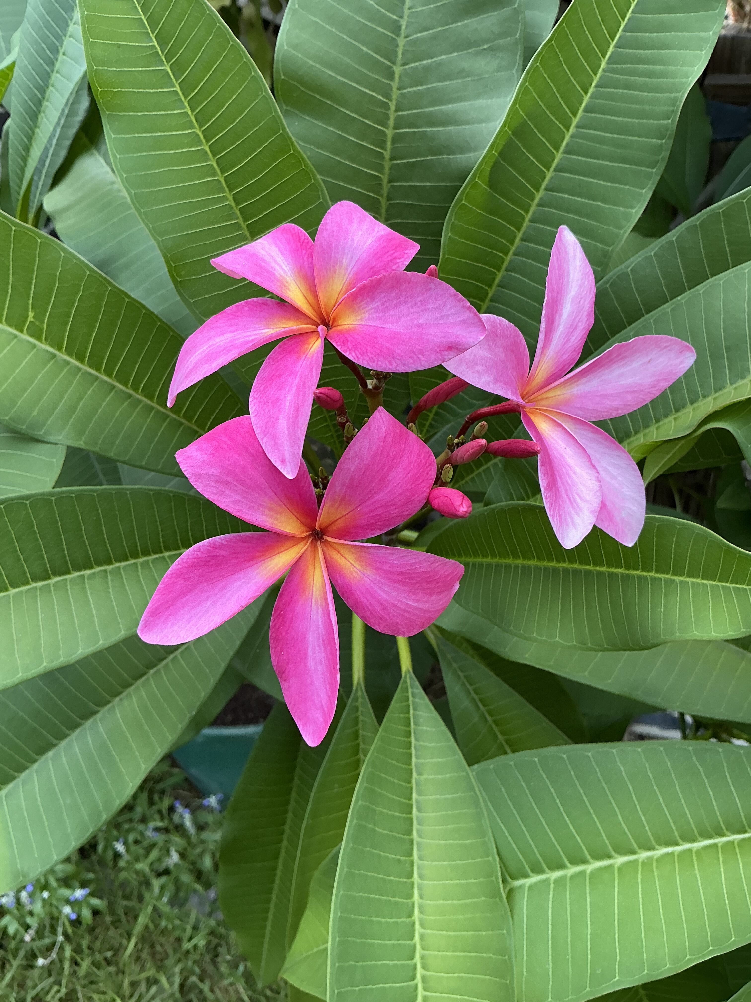 Mauve plumeria photo
