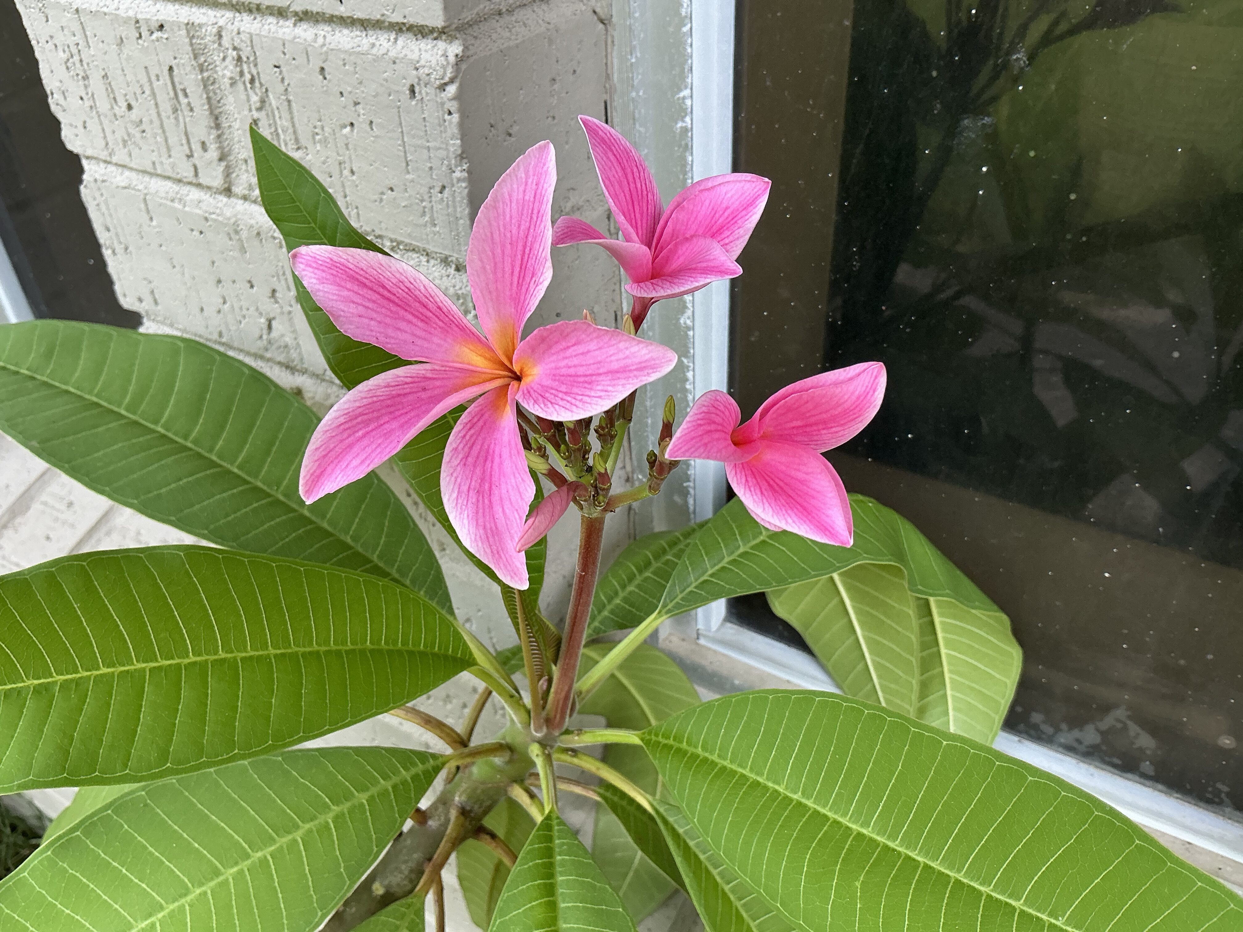 Symphony plumeria photo