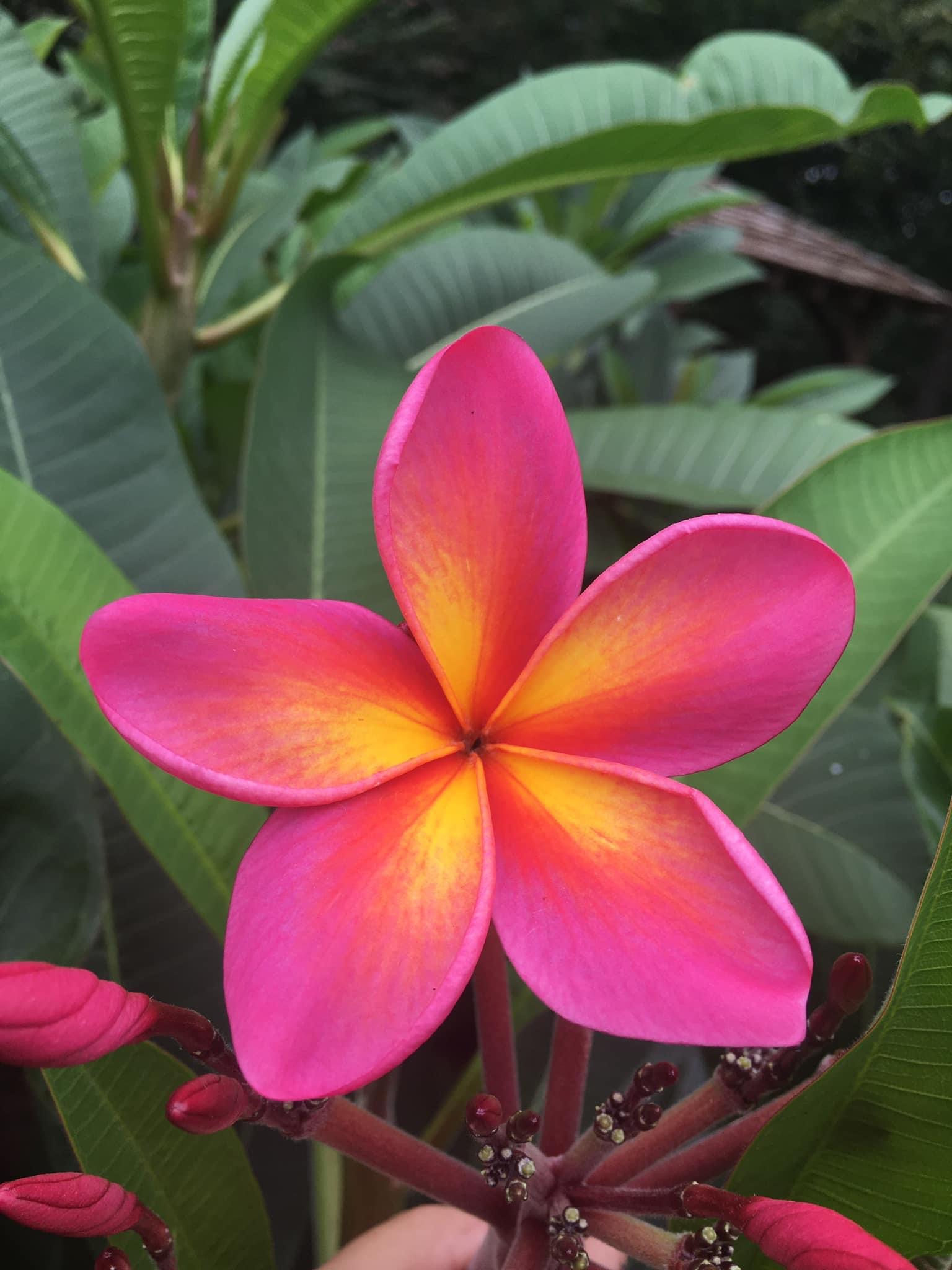 Bravado plumeria photo