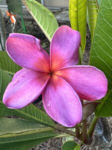 Malinak Collection flower