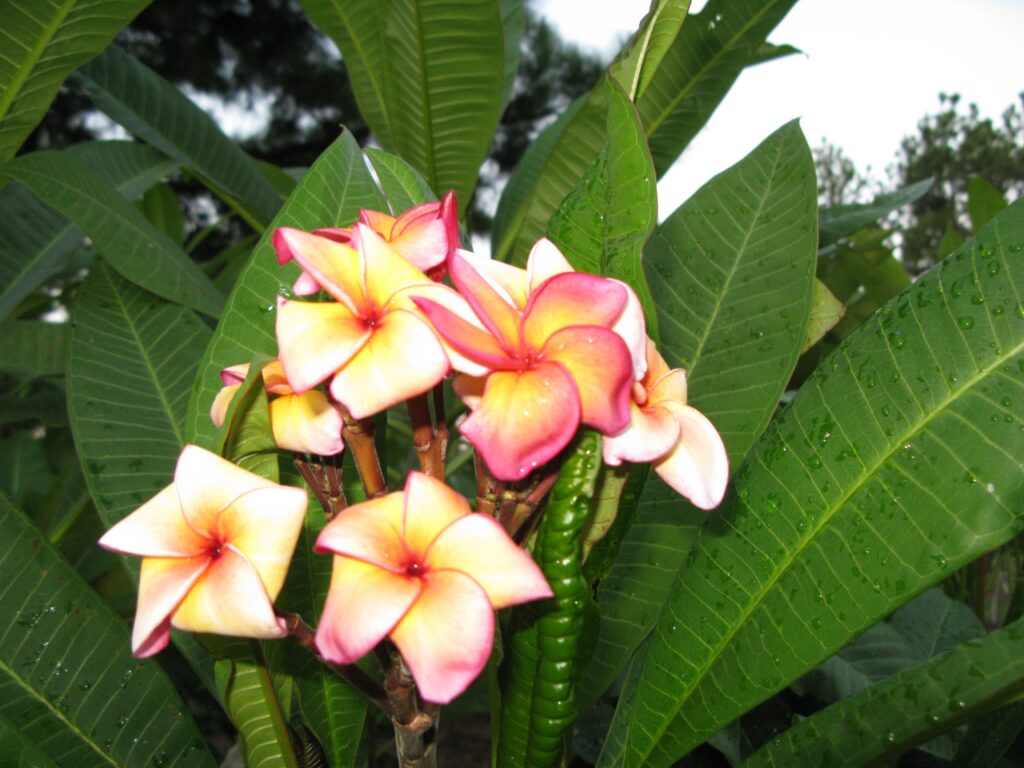 Fletch plumeria photo
