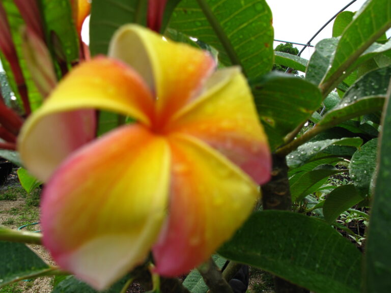Imperial Crown plumeria photo
