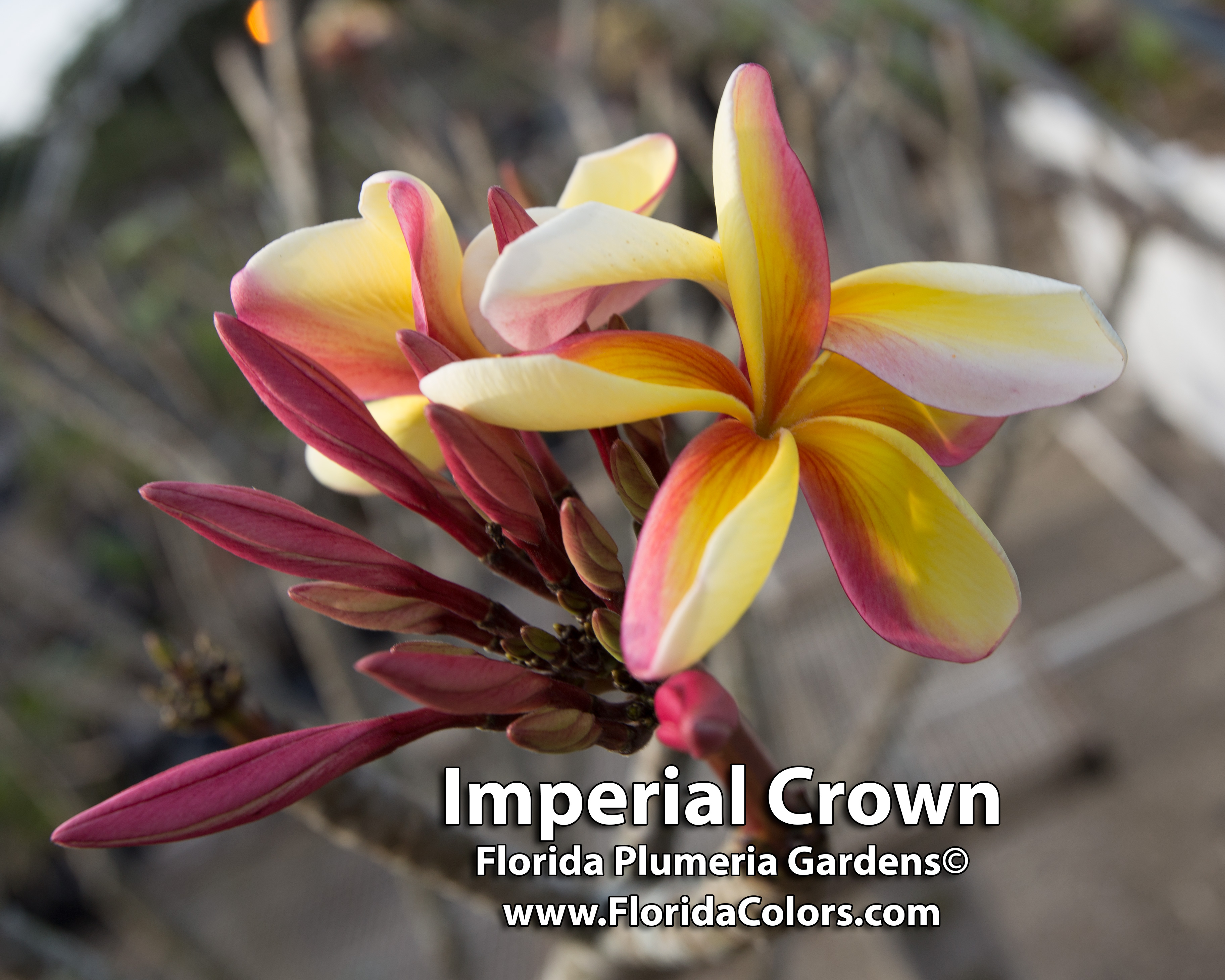 Imperial Crown plumeria photo