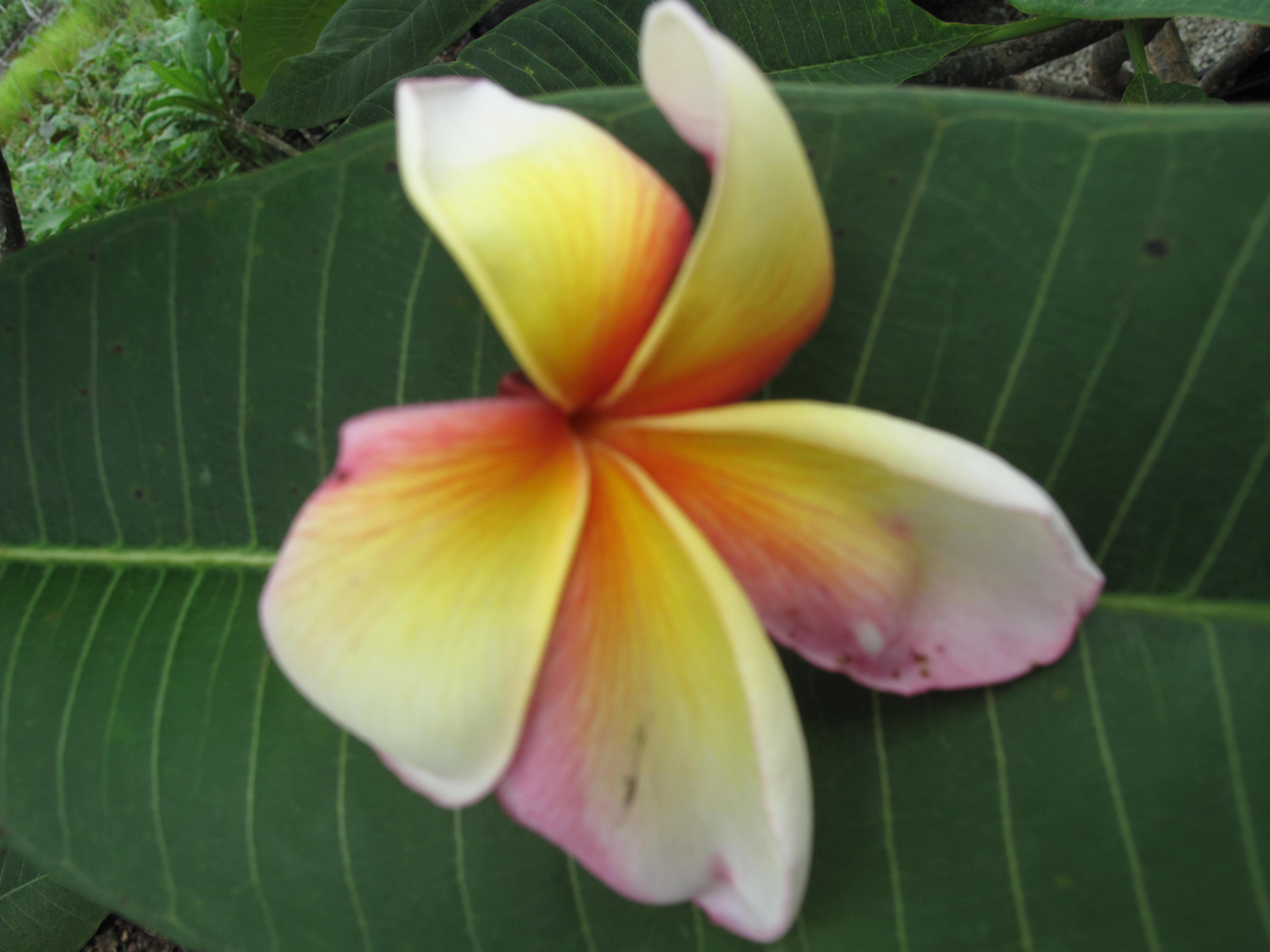 Imperial Crown plumeria photo