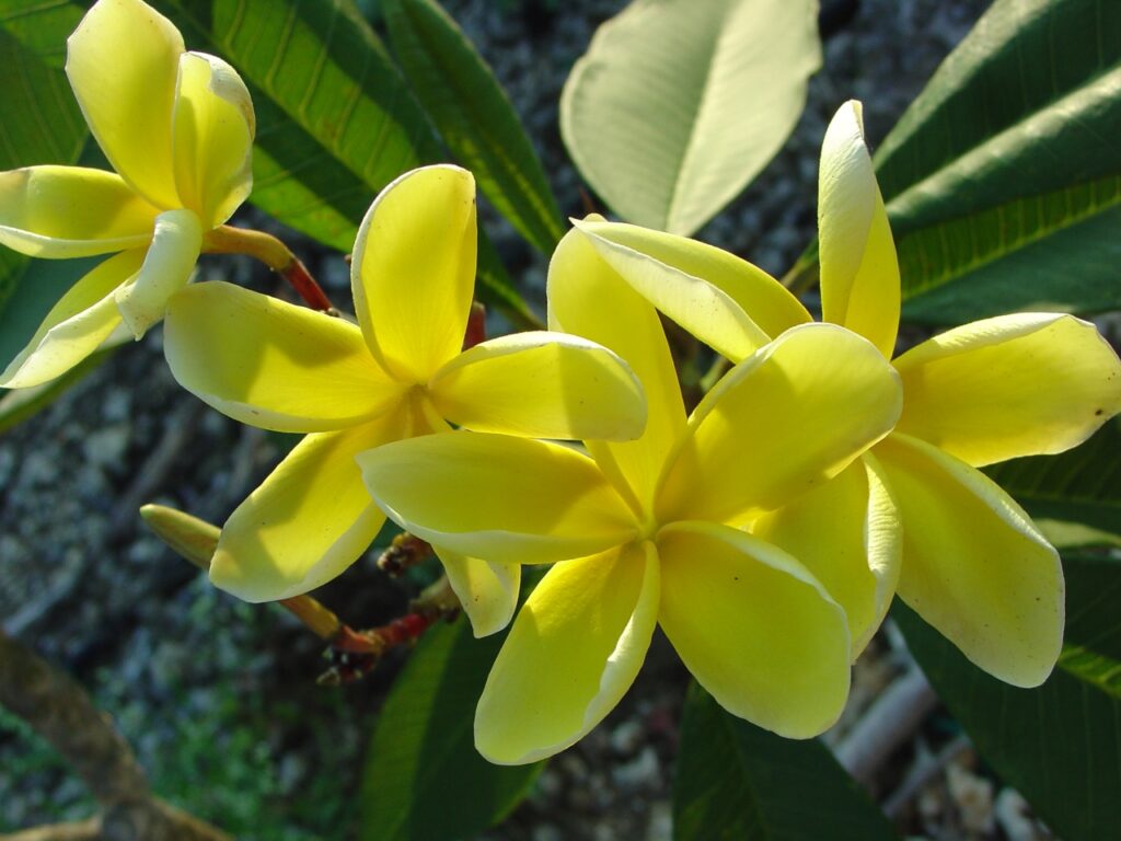 Inca Gold plumeria photo