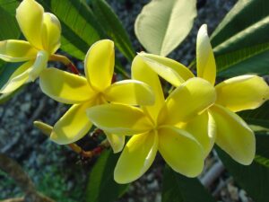 Inca Gold plumeria photo