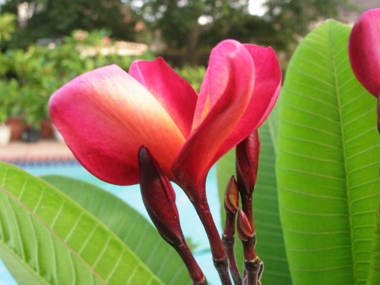 Indonesian Rainbow plumeria flower
