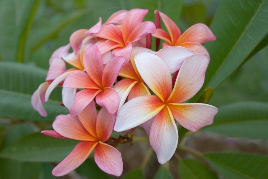 Iris Sunset plumeria photo