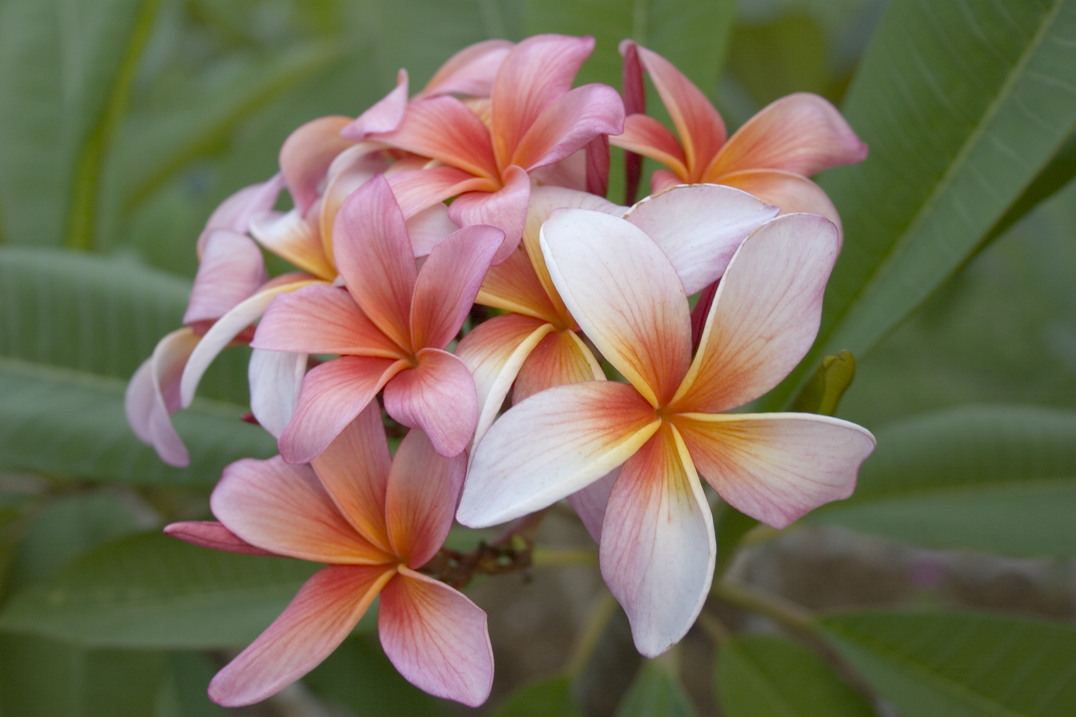 Iris Sunset plumeria photo