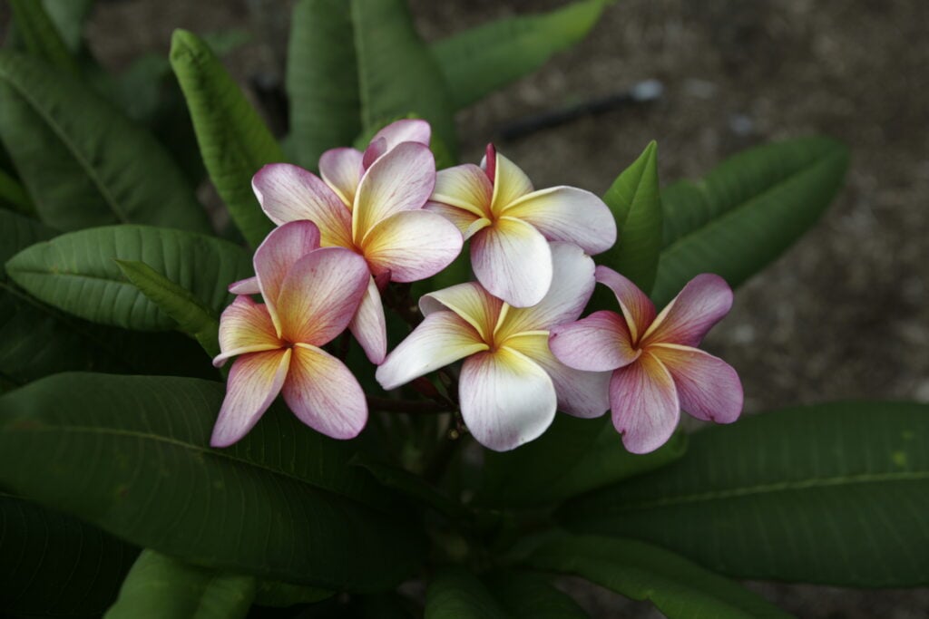 Iris Sunset plumeria photo