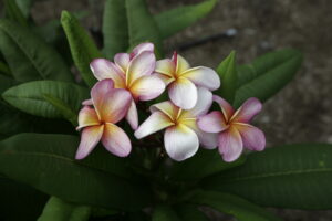 Iris Sunset plumeria