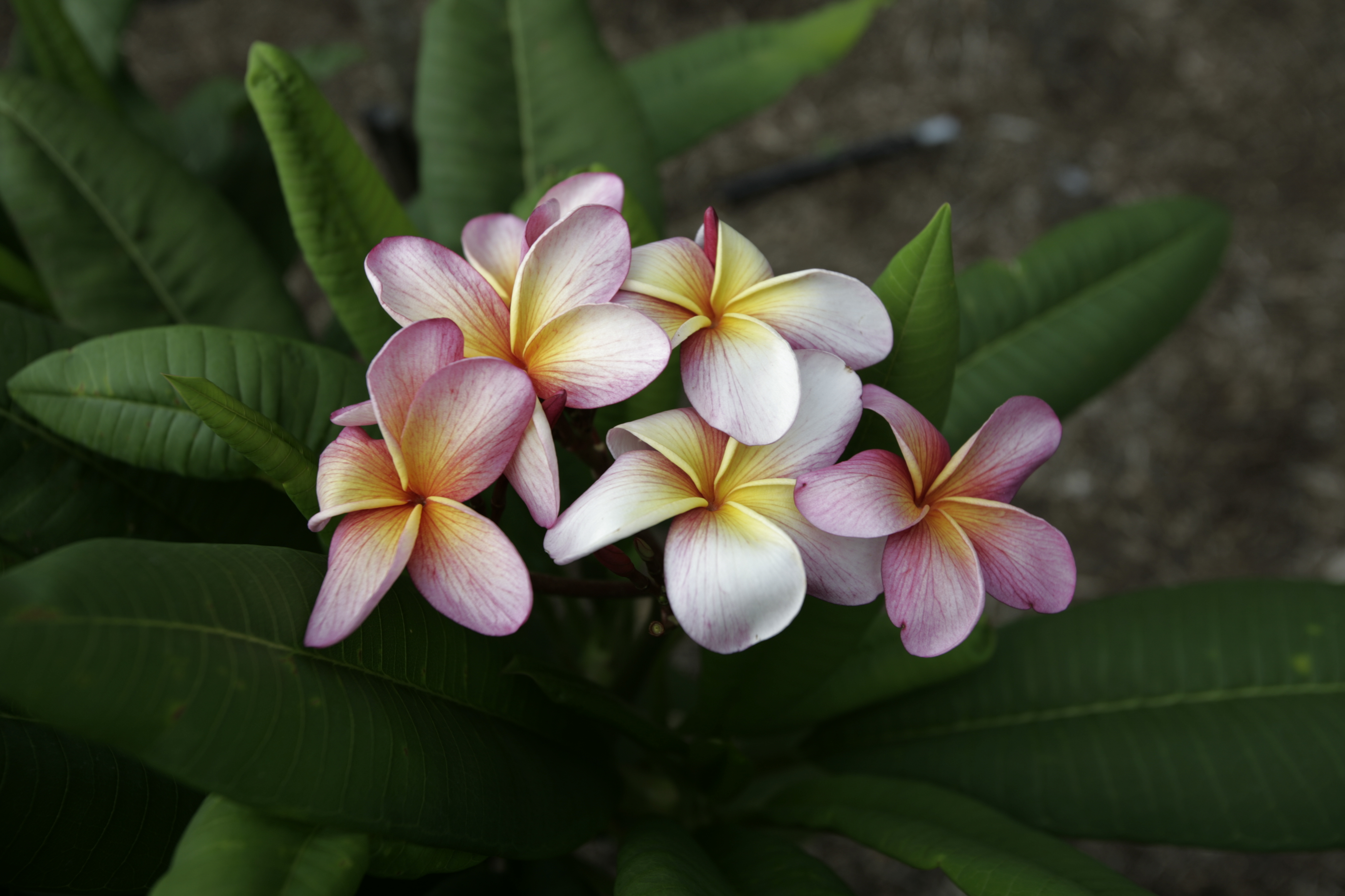 Iris Sunset plumeria photo