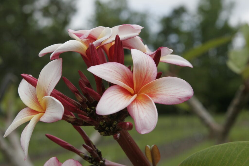 Iris Sunset plumeria photo
