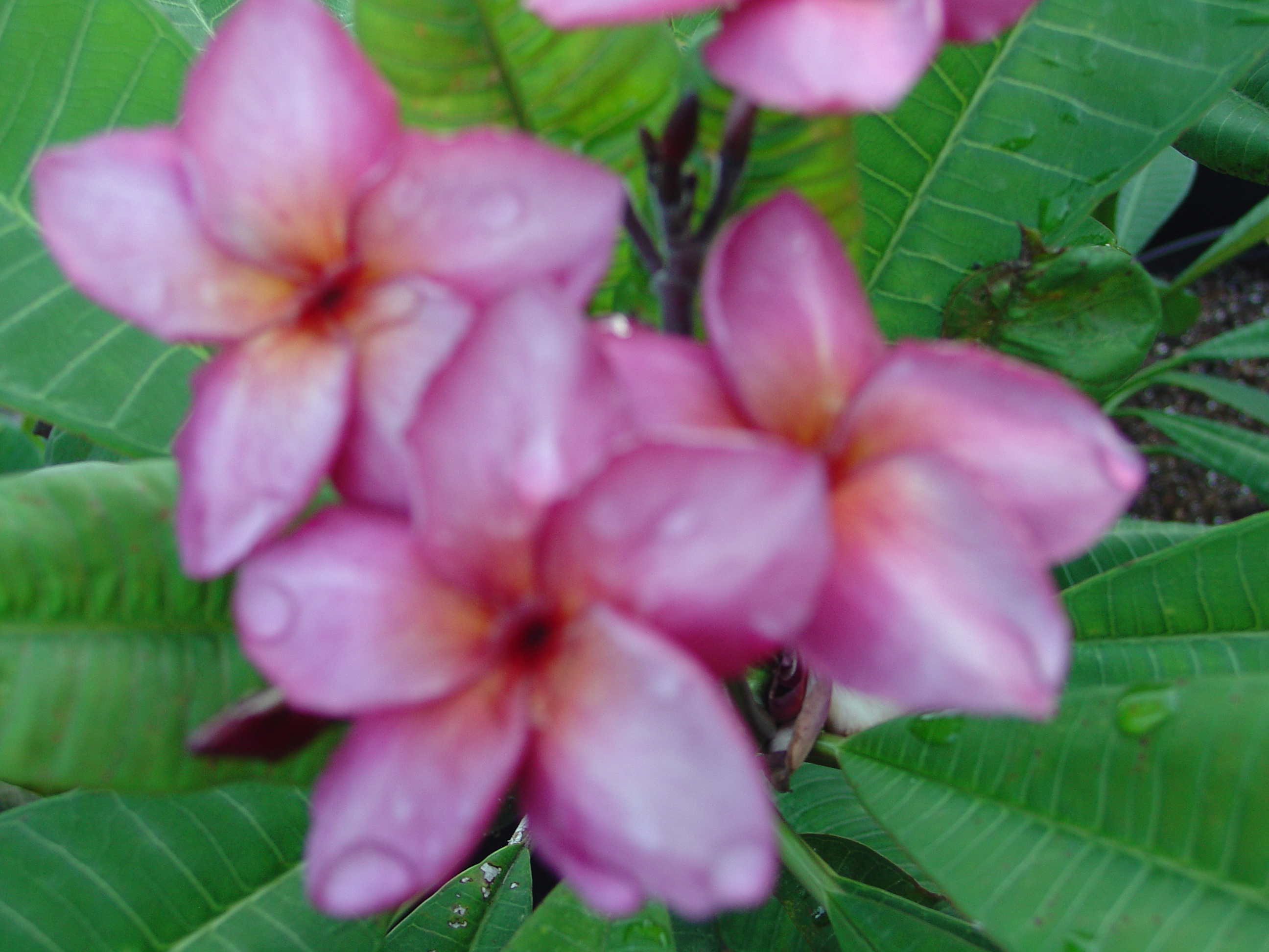 Irma Hybrid # 5 plumeria photo