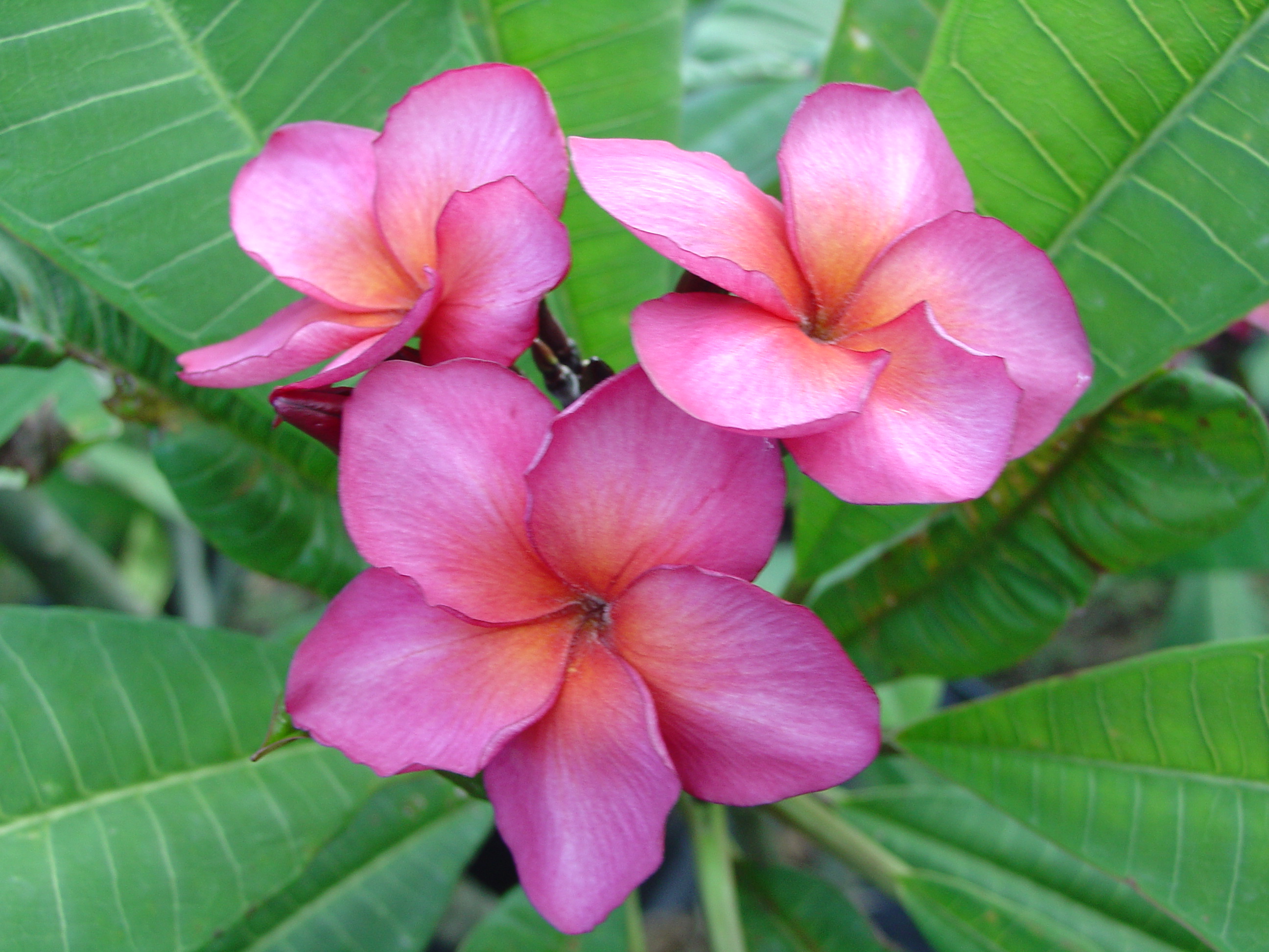 Irma Hybrid # 5 plumeria photo