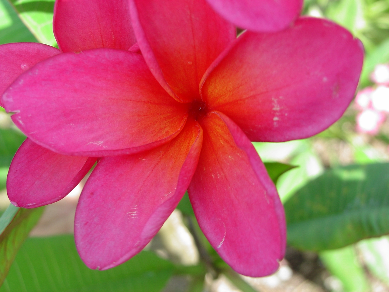 Irma Johnson plumeria photo