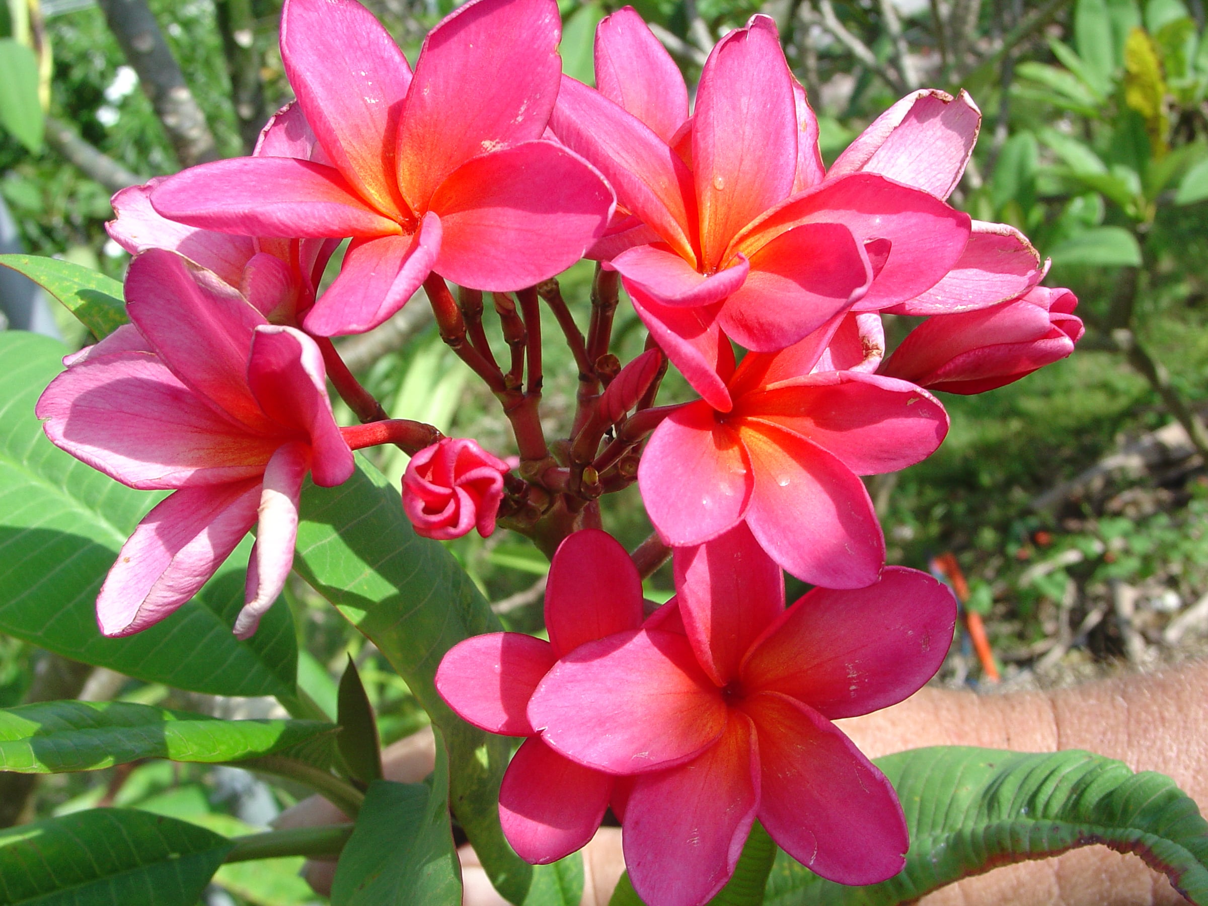 Irma Johnson plumeria photo by Tex Norwood