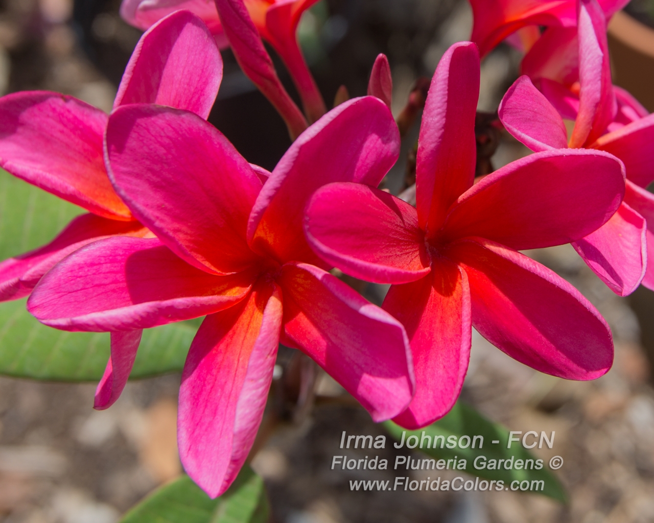 Irma Johnson plumeria photo