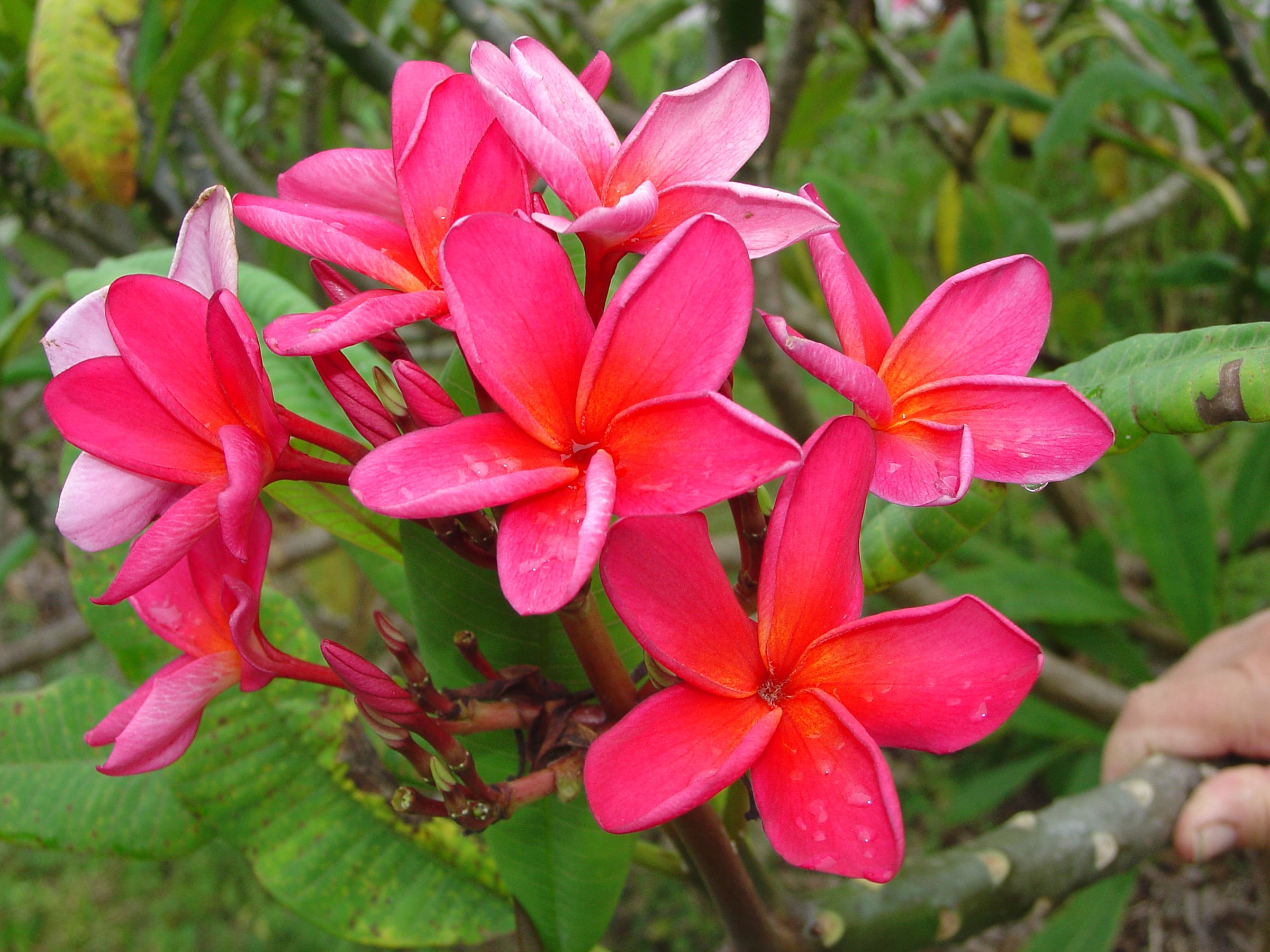 Irma Johnson plumeria photo by Tex Norwood
