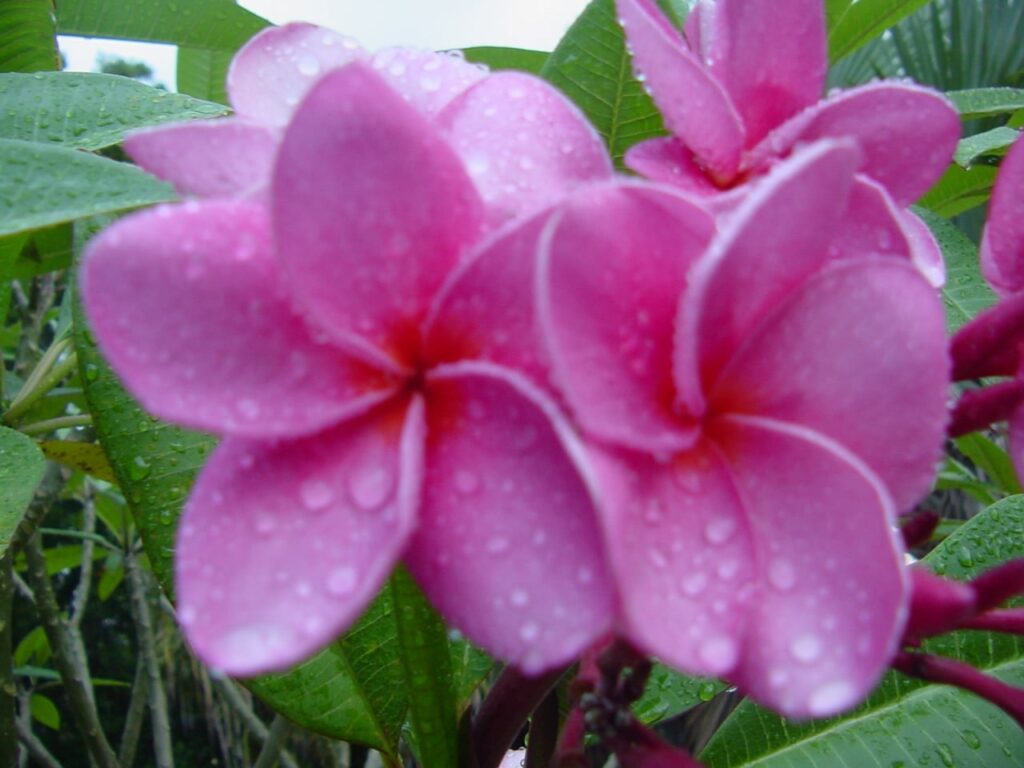 Islamorada plumeria photo