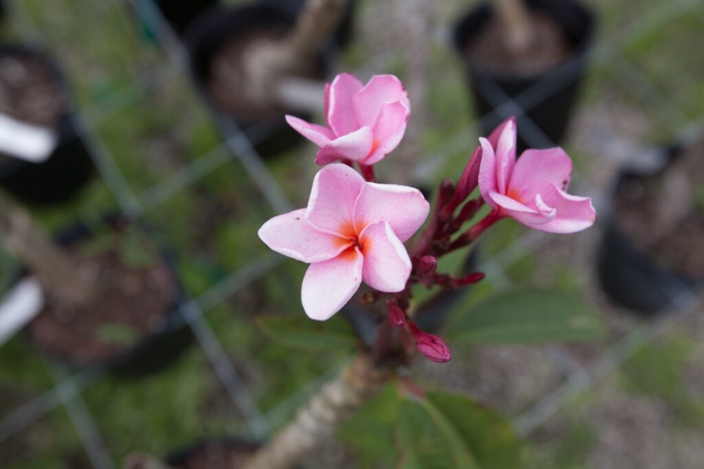 Islamorada plumeria photo