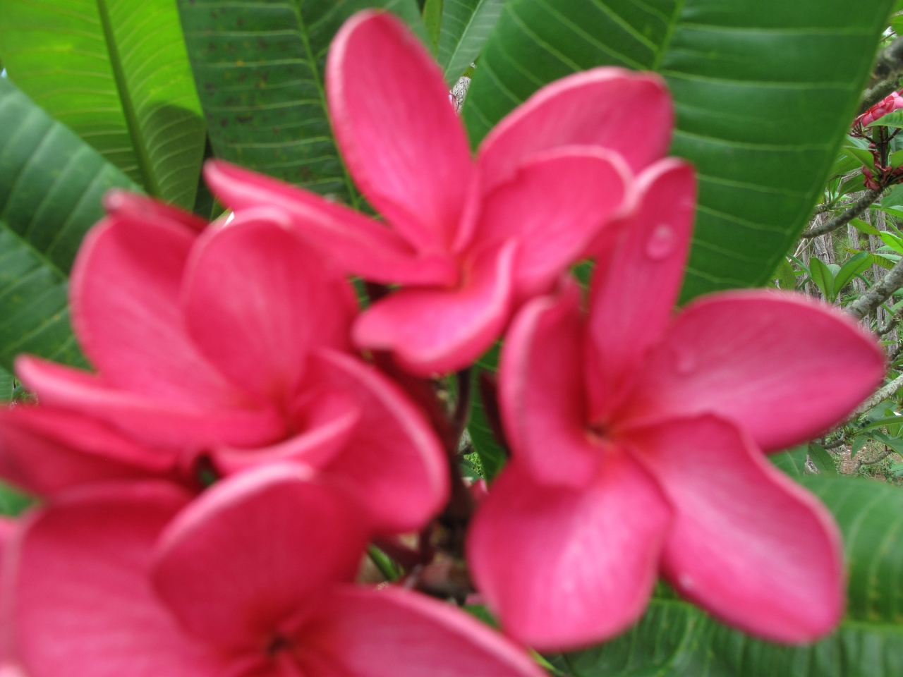 Isle de France Cultivar Record plumeria photo