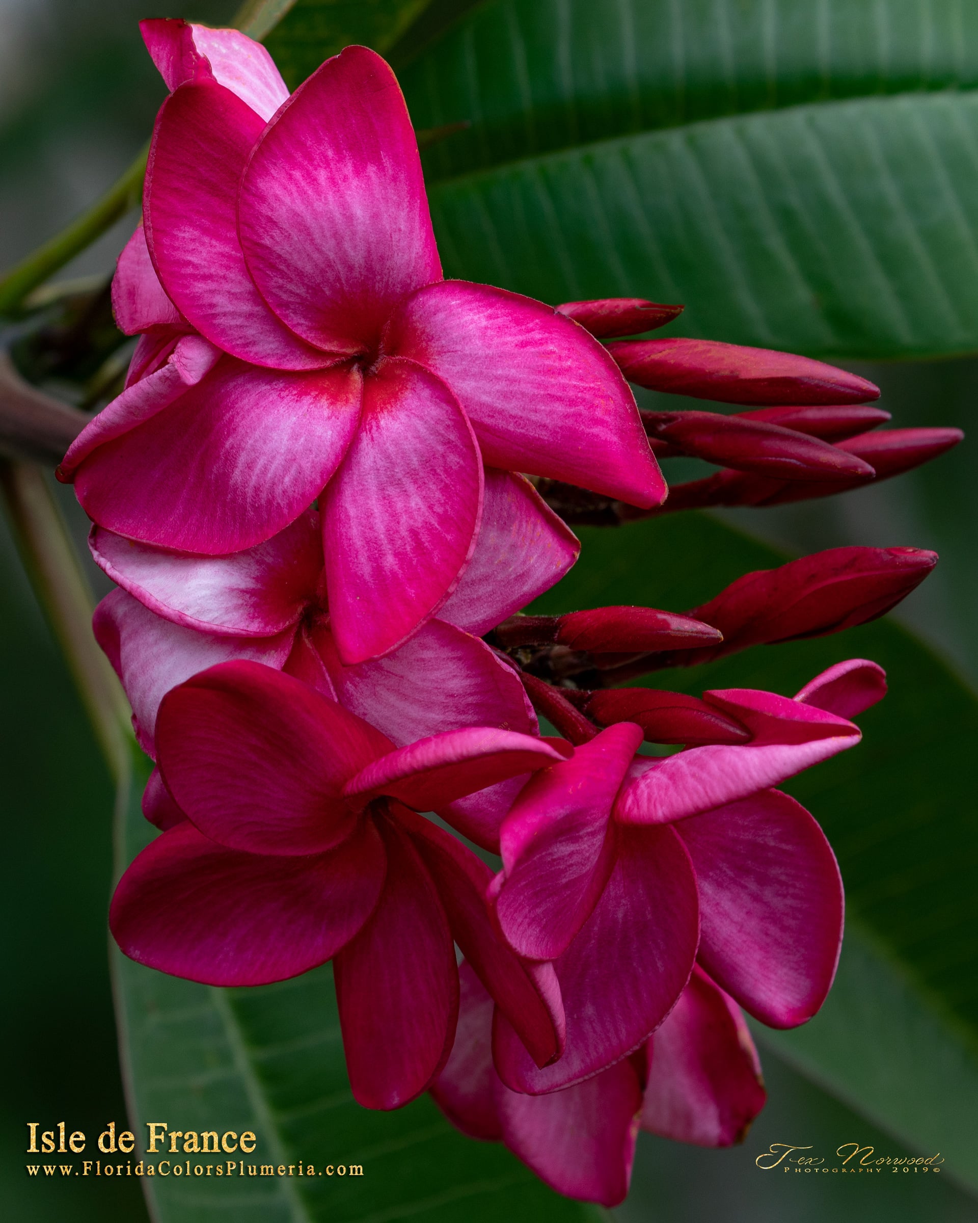 Isle De France FCN plumeria photo