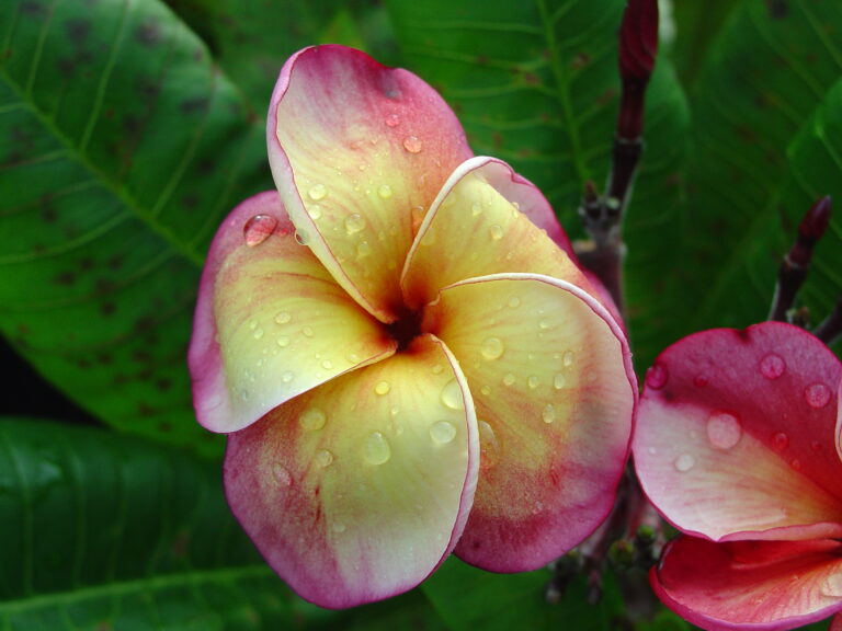 JJ Super Round plumeria flower
