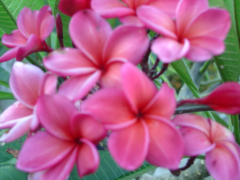 J59 plumeria photo