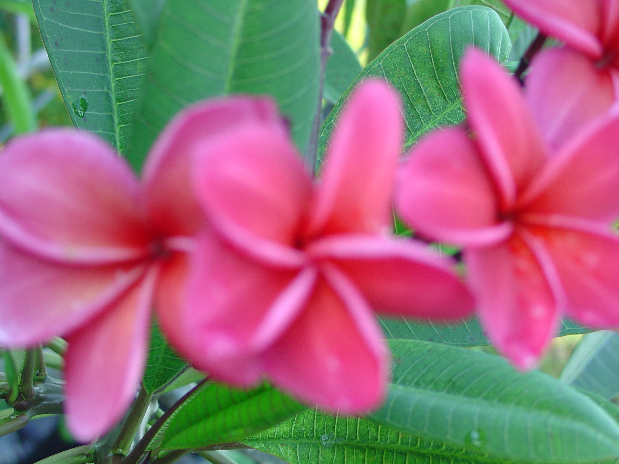 J59 plumeria photo