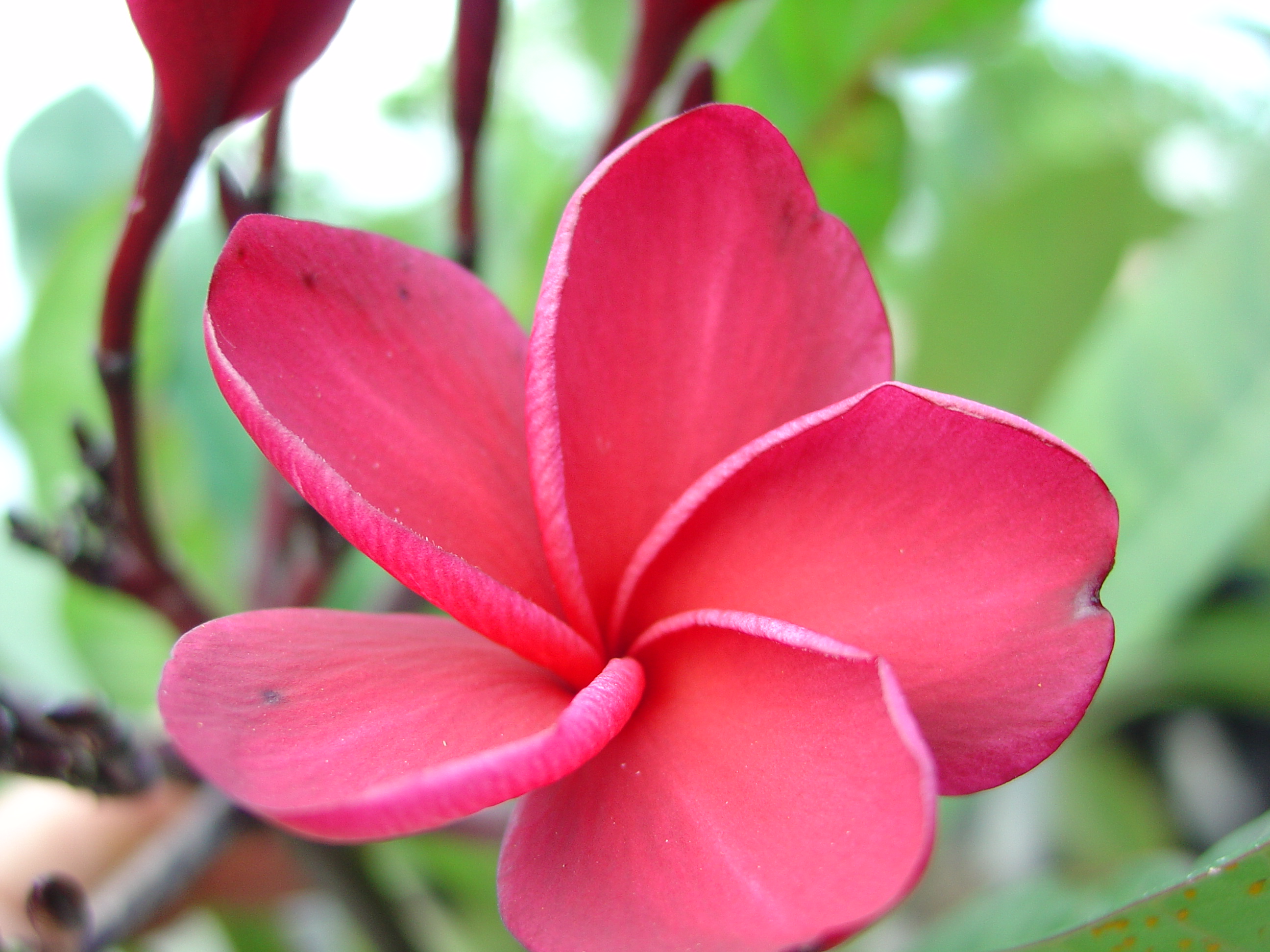 J59 plumeria photo
