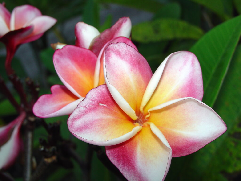 J 85 plumeria photo