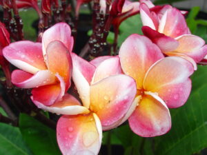 J 85 plumeria photo