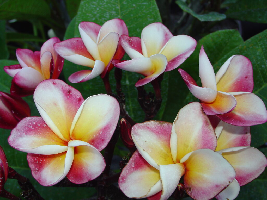 J 85 plumeria photo