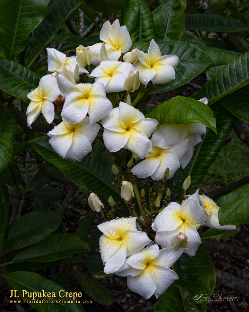 J.L. Pupukea Crepe plumeria photo