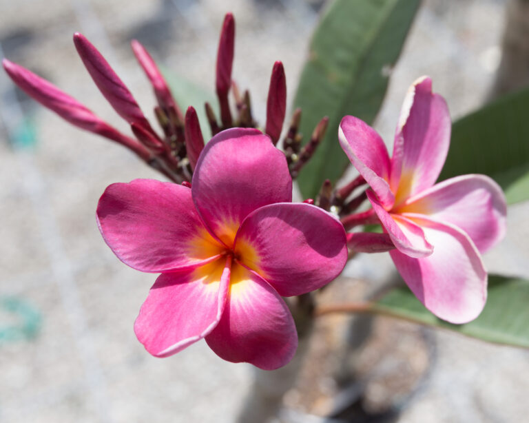 J Star plumeria photo
