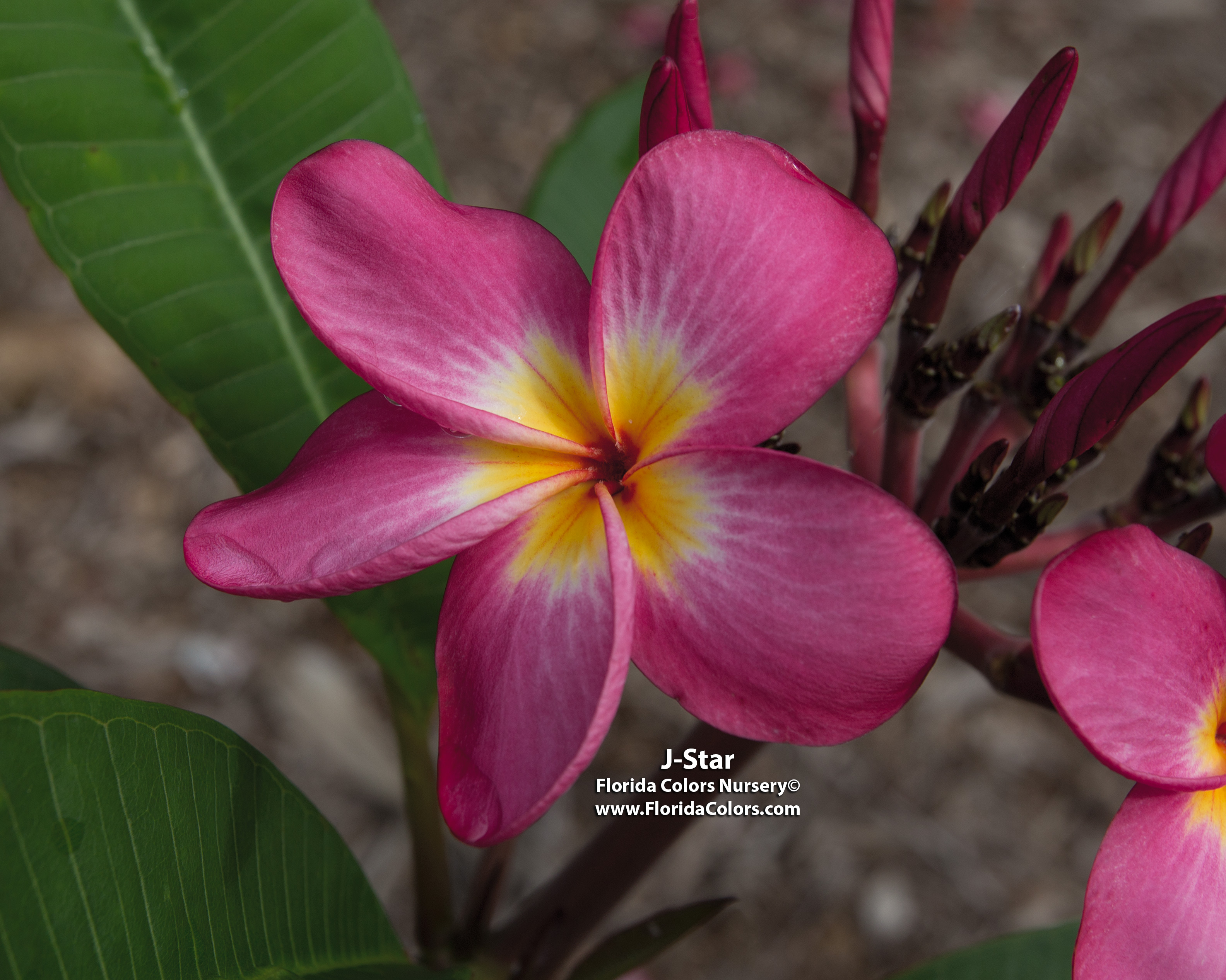 J Star plumeria photo