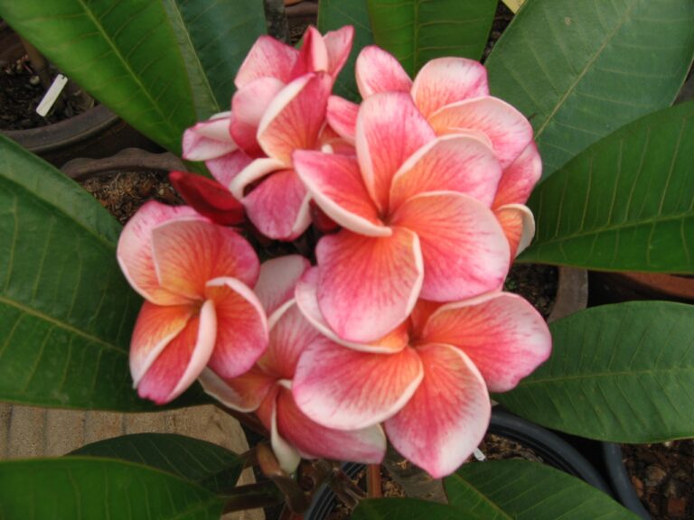 J105 plumeria photo