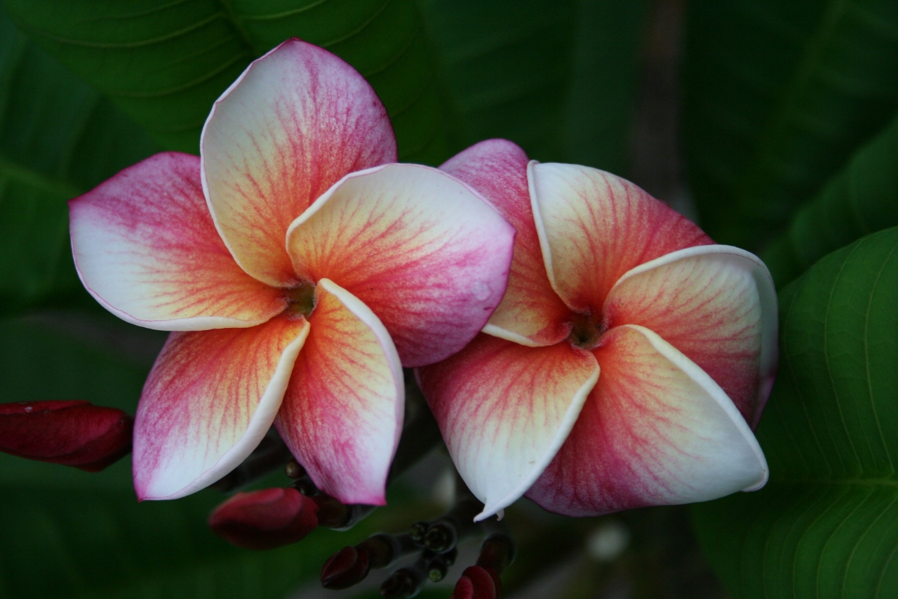 J105 plumeria photo