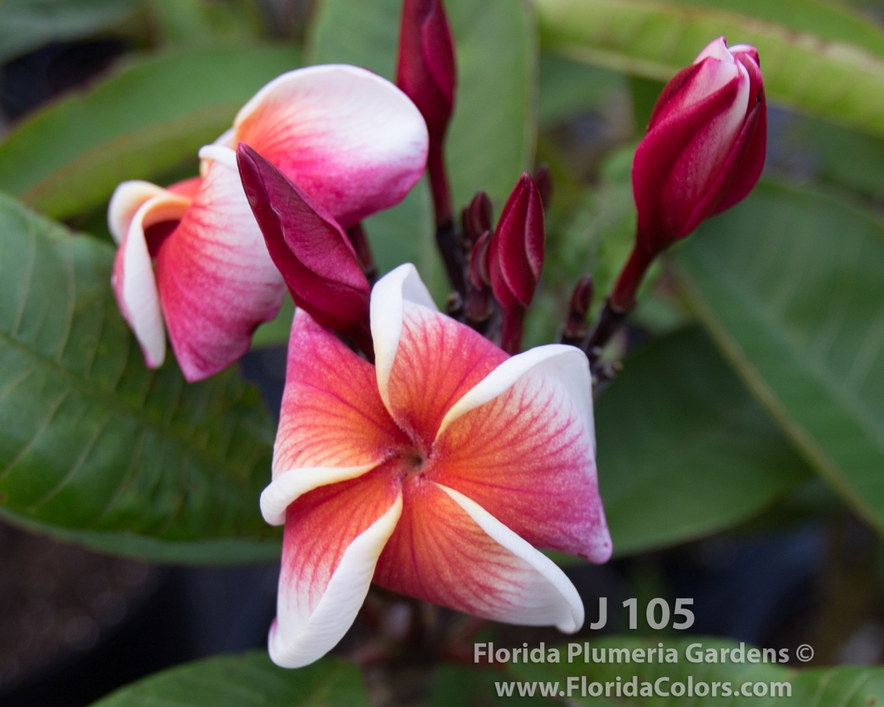 J105 plumeria photo
