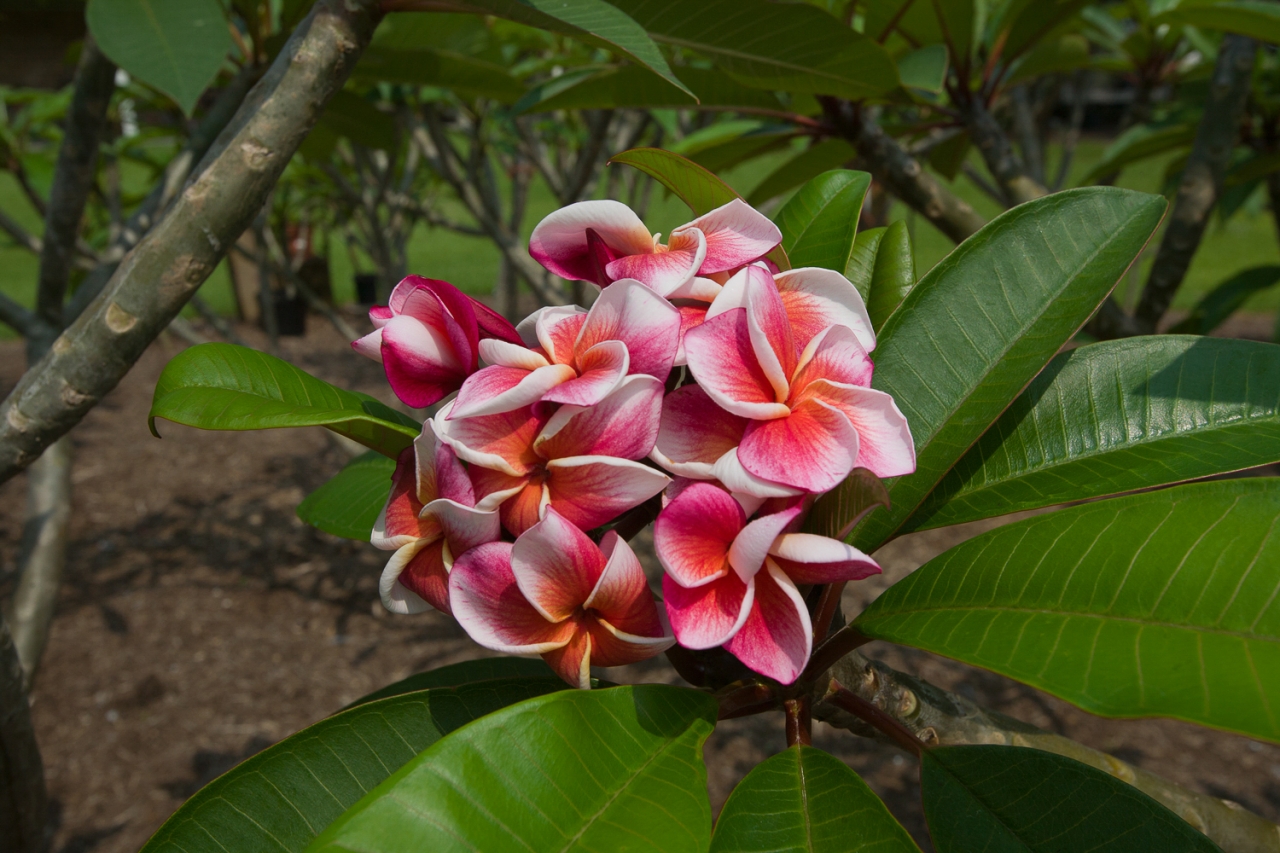 J105 plumeria photo