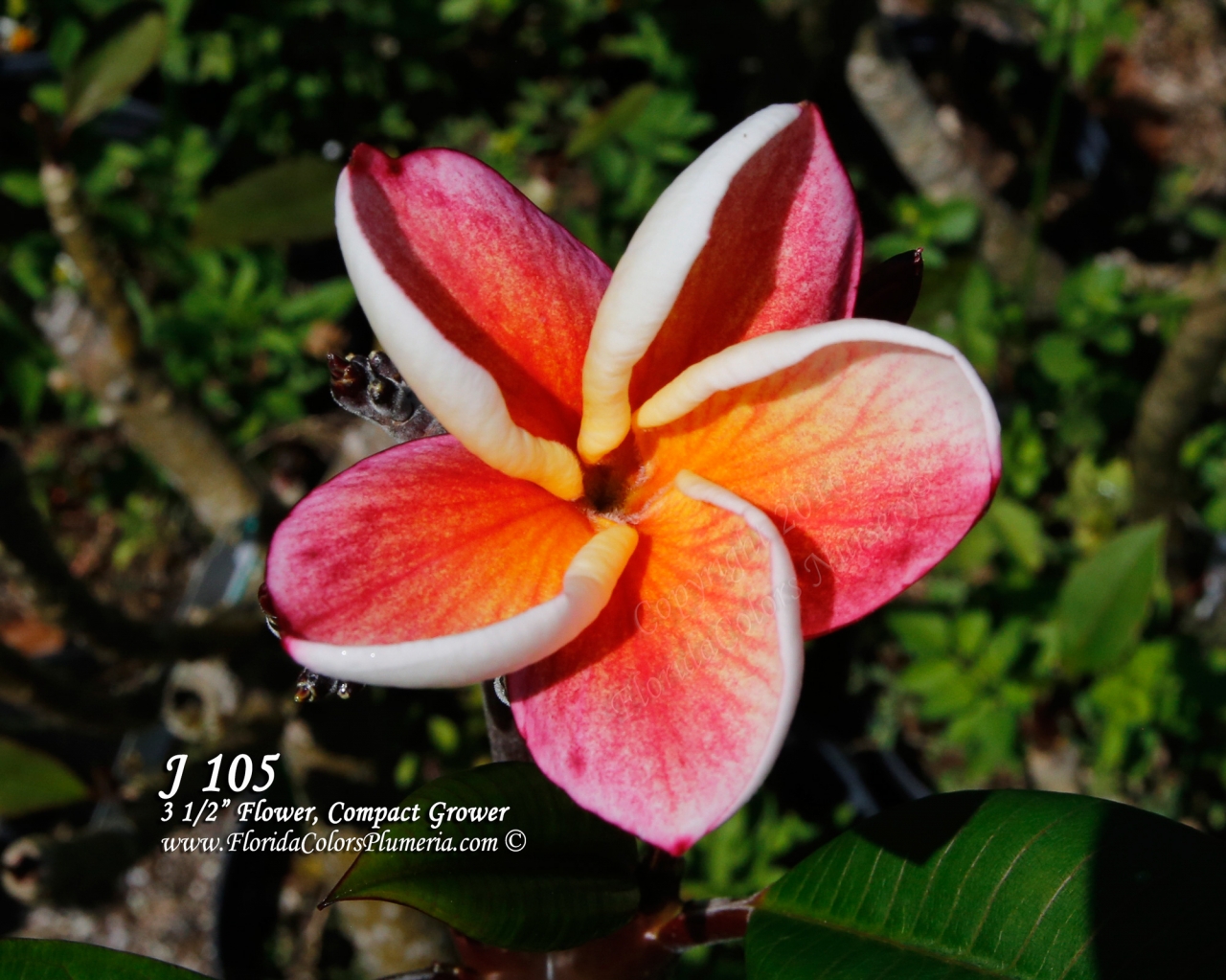 J105 plumeria photo