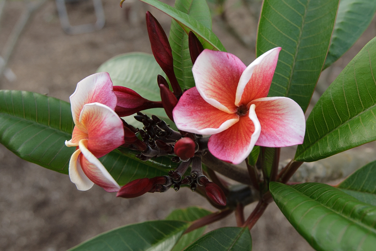 J105 plumeria photo