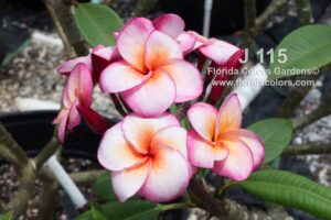 Super Round - J115 plumeria photo
