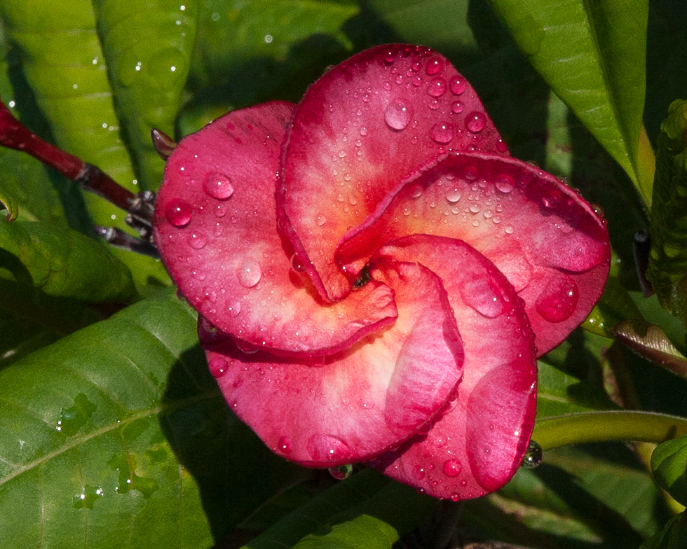 Super Round plumeria photo