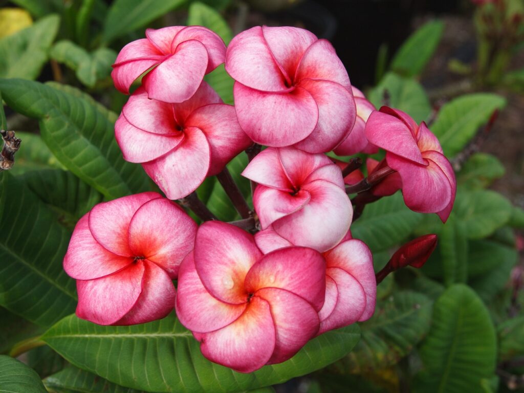 Super Round plumeria photo